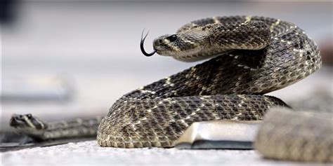 Rattlesnakes are more social than we thought